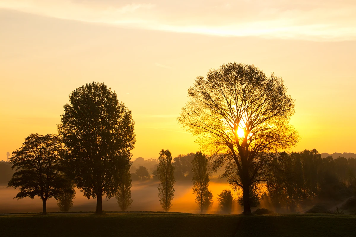 Sonnenaufgang Rheinwiese